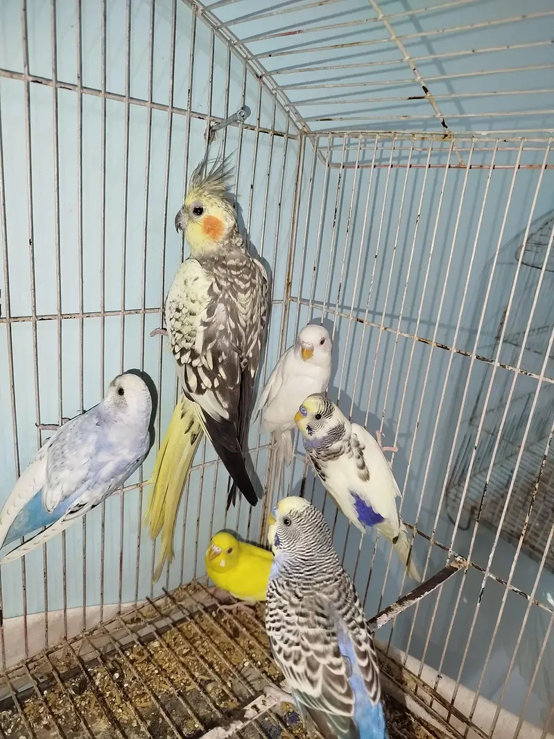 Breeder Australian Budgies Pair Also Single Pieces For Sale — photo 9