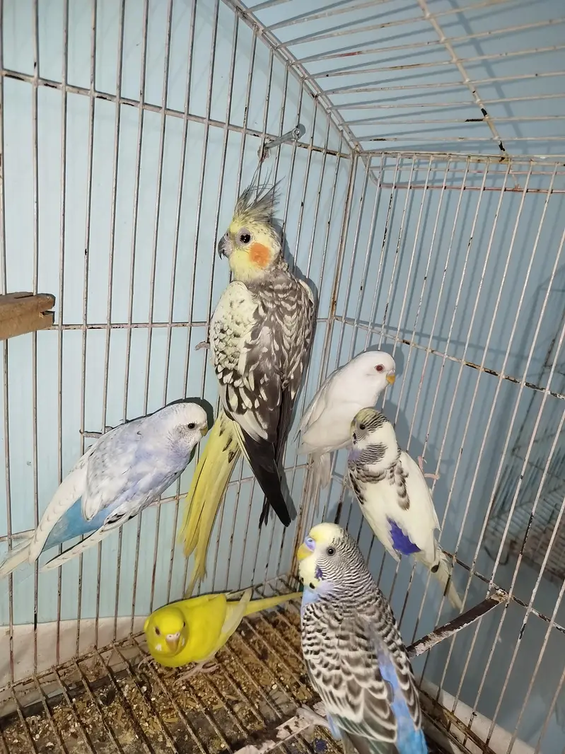 Breeder Australian Budgies Pair Also Single Pieces For Sale — photo 10