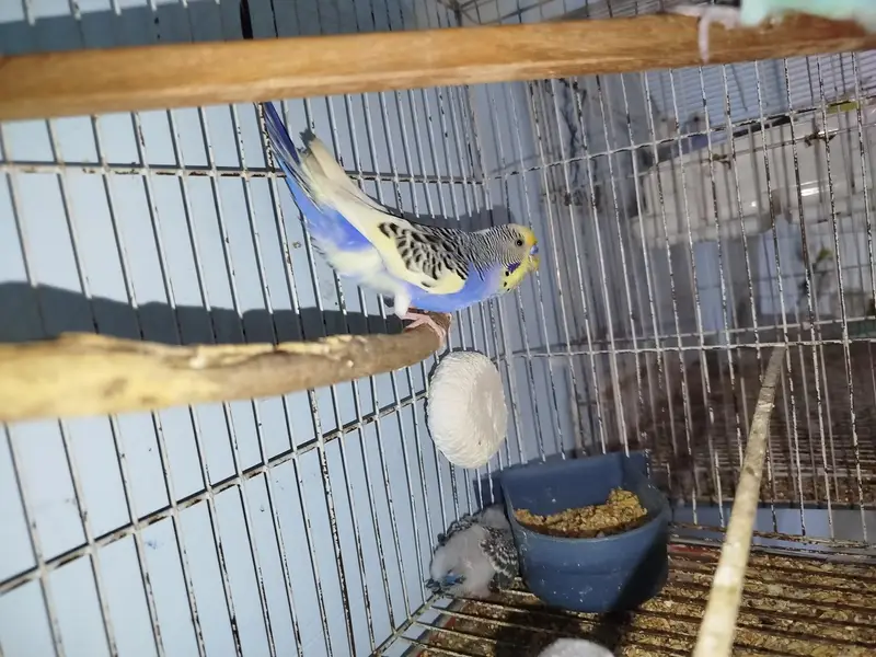 Breeder Australian Budgies Pair Also Single Pieces For Sale — photo 11