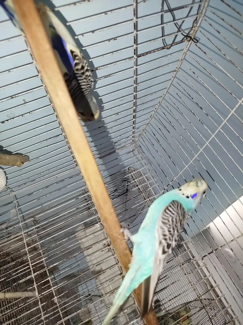 Breeder Australian Budgies Pair Also Single Pieces For Sale — photo 12