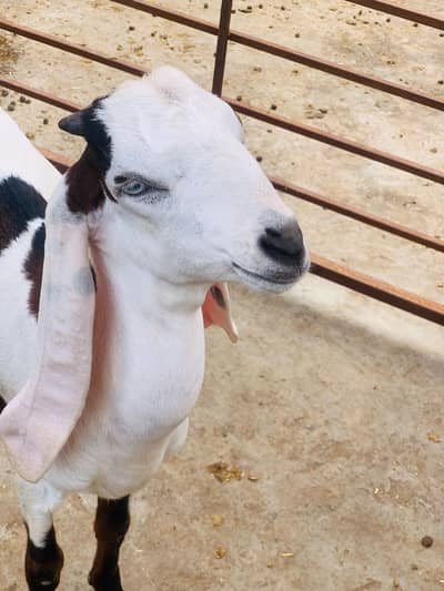 Desi dogla goat male are good quality