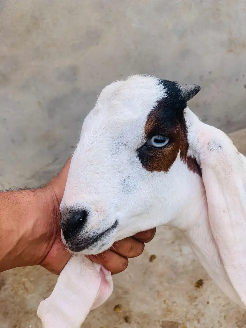 Desi dogla goat male are good quality — photo 2