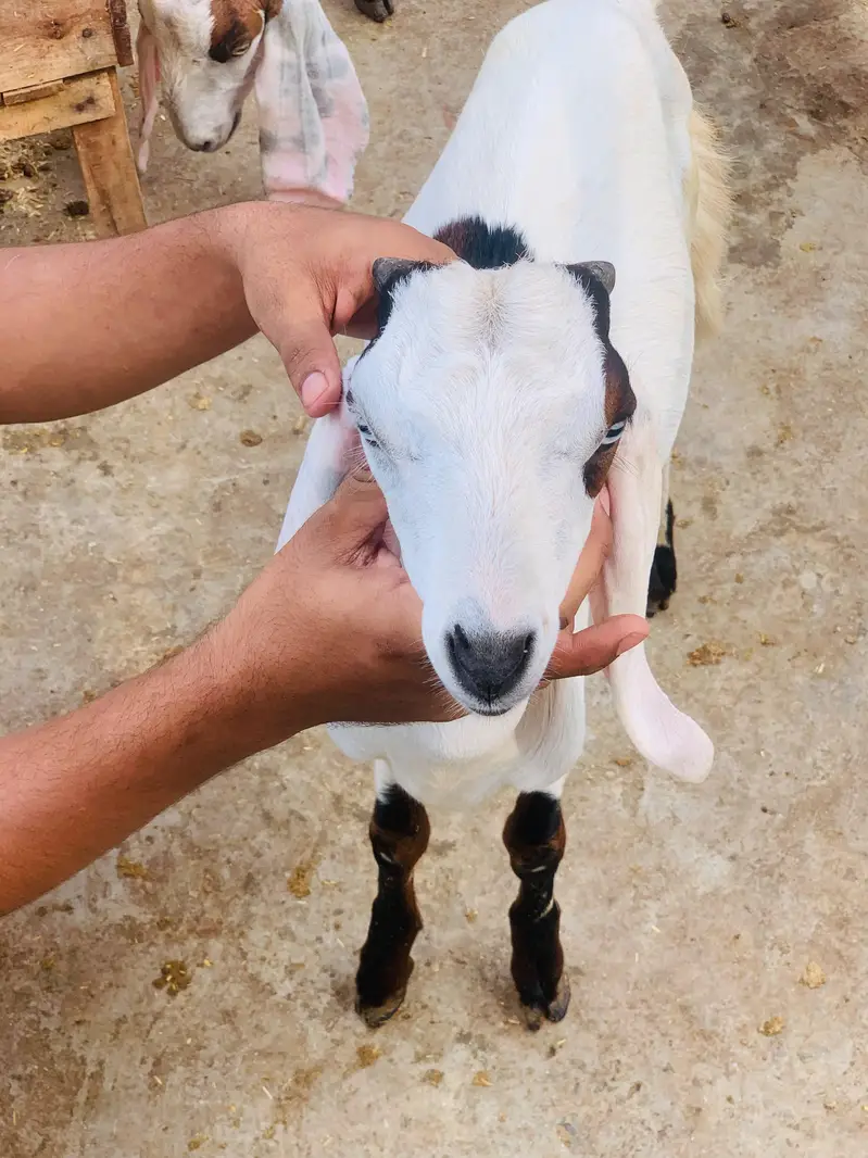 Desi dogla goat male are good quality — photo 3