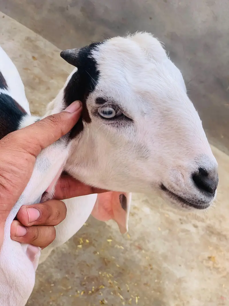 Desi dogla goat male are good quality — photo 4