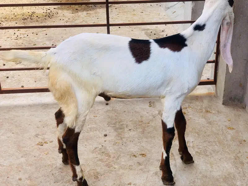 Desi dogla goat male are good quality — photo 5