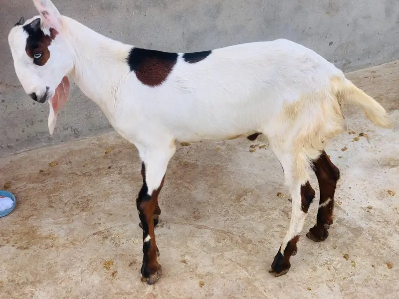 Desi dogla goat male are good quality — photo 6