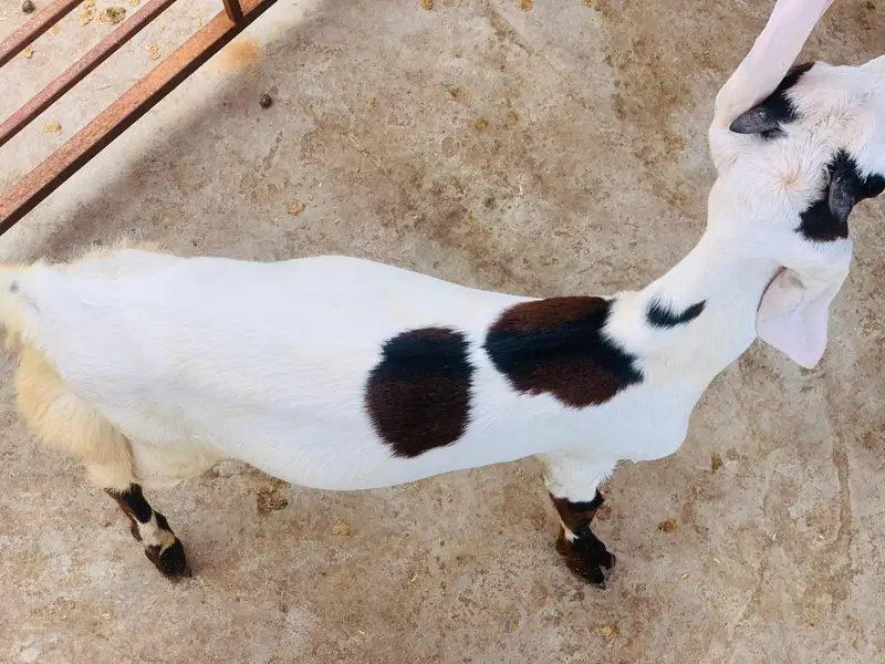 Desi dogla goat male are good quality — photo 7