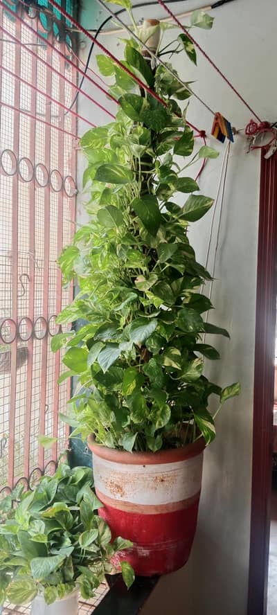 Money Plant