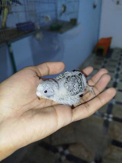 Handtamed Australian Budgie Chicks For Sale