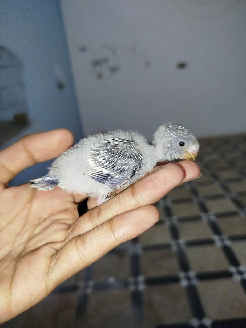 Handtamed Australian Budgie Chicks For Sale — photo 2