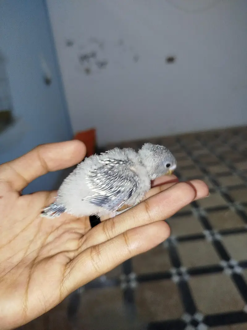 Handtamed Australian Budgie Chicks For Sale — photo 3