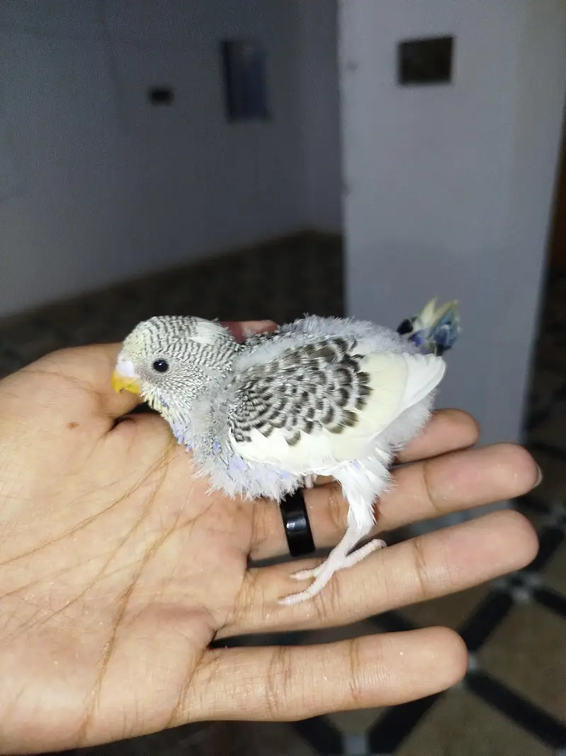 Handtamed Australian Budgie Chicks For Sale — photo 4