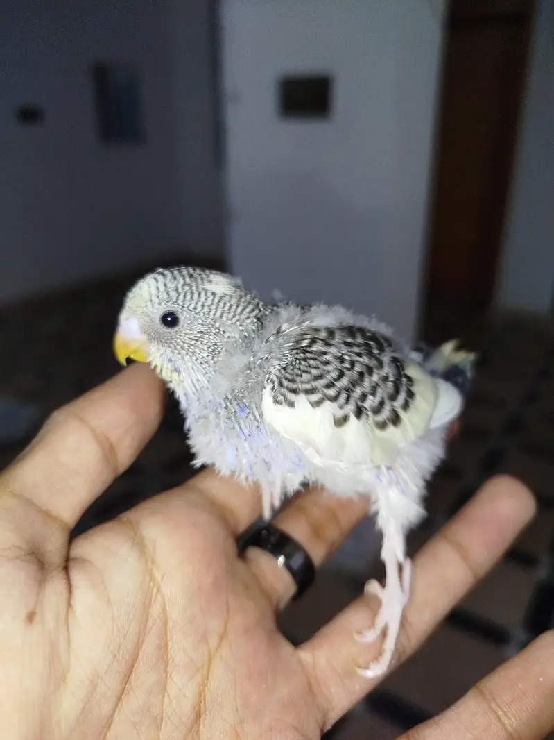 Handtamed Australian Budgie Chicks For Sale — photo 5