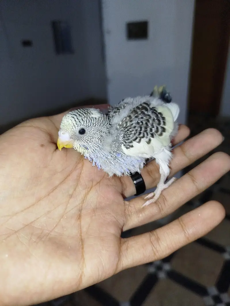Handtamed Australian Budgie Chicks For Sale — photo 6