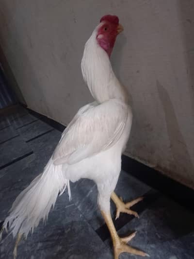 Indian parrot beak murga