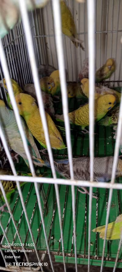 Australian birds for sale