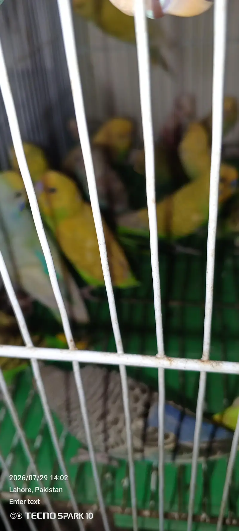 Australian birds for sale — photo 2