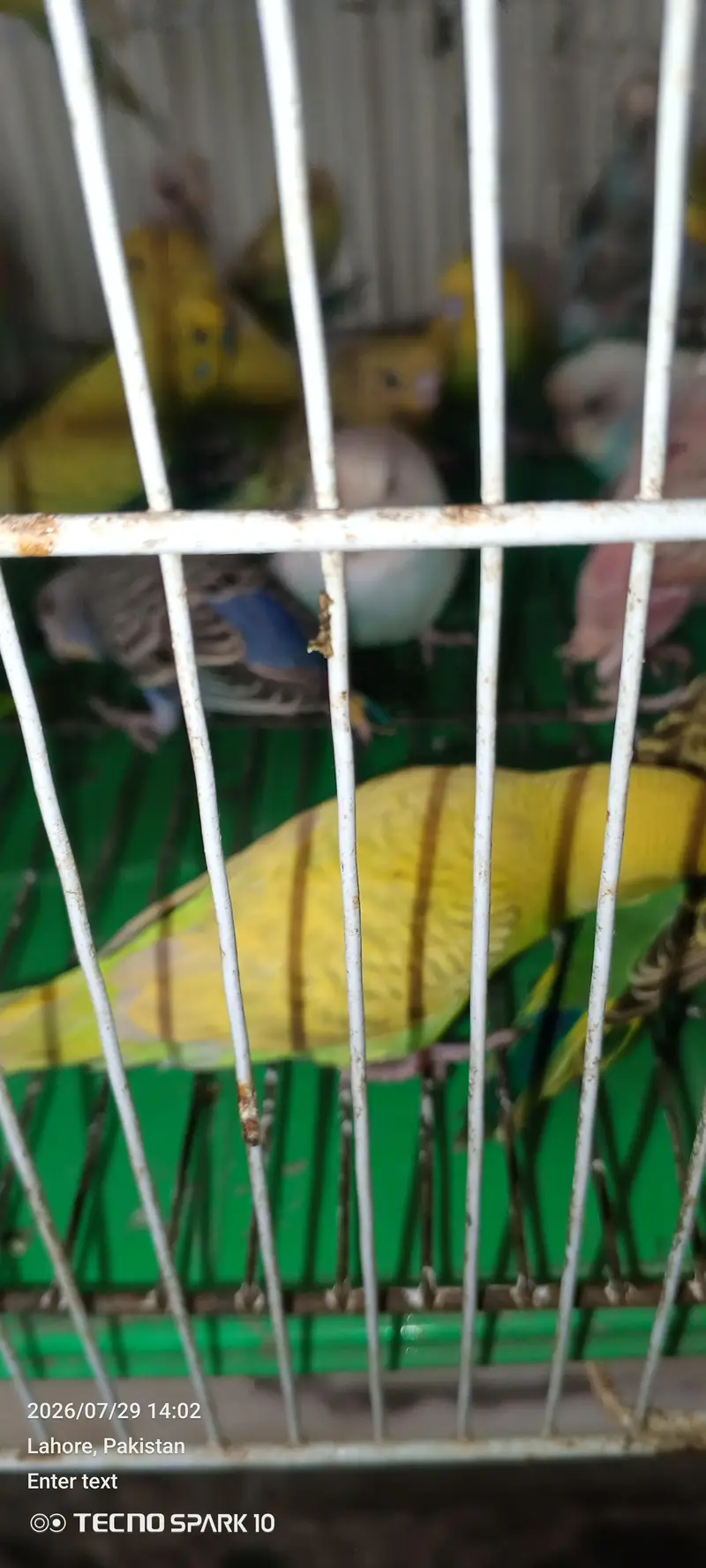 Australian birds for sale — photo 3