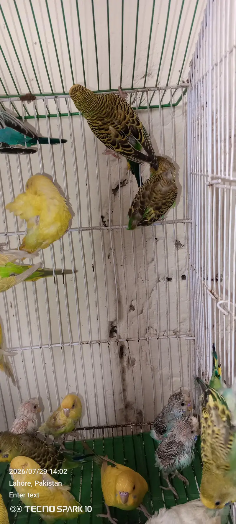 Australian birds for sale — photo 4