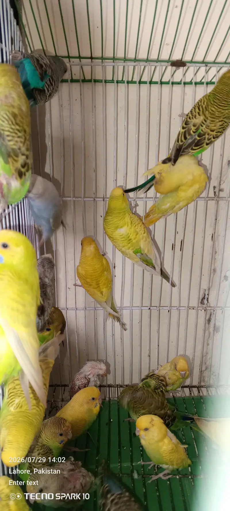 Australian birds for sale — photo 5