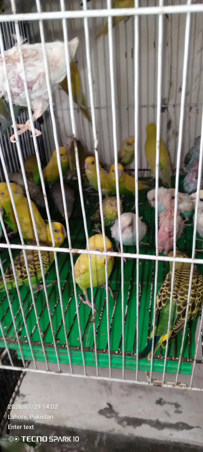 Australian birds for sale — photo 6