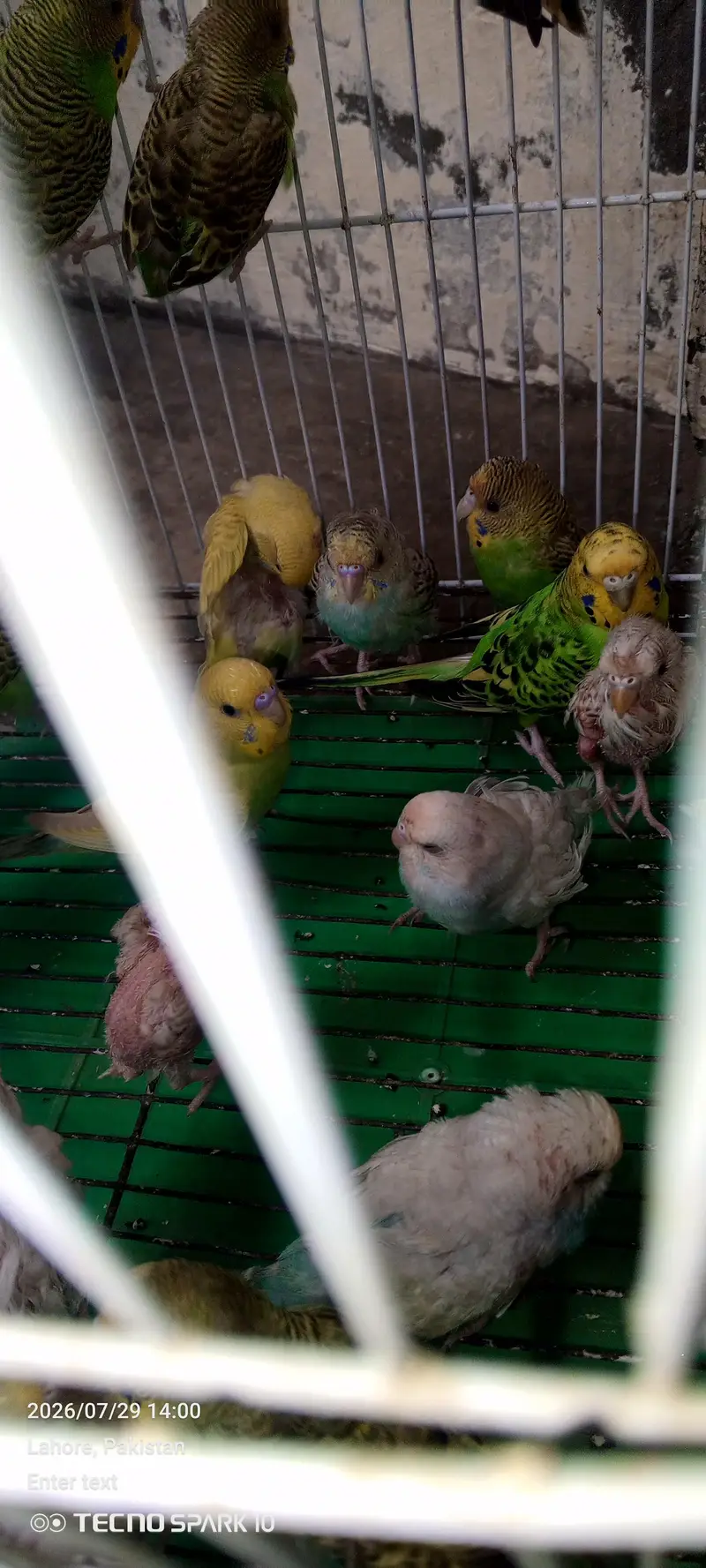 Australian birds for sale — photo 7