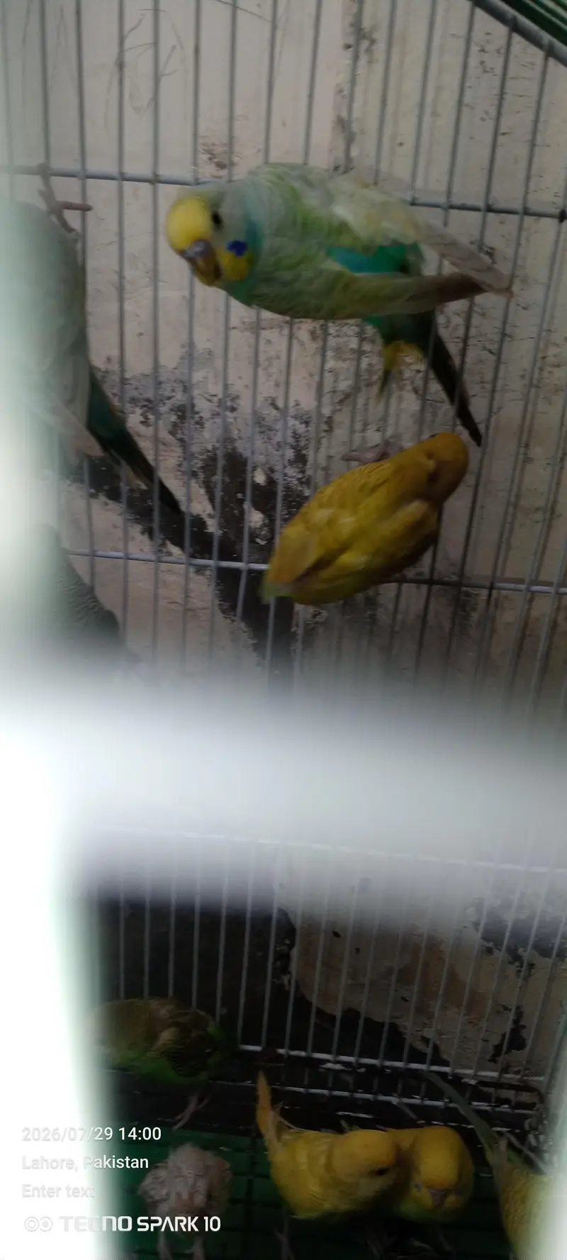 Australian birds for sale — photo 8