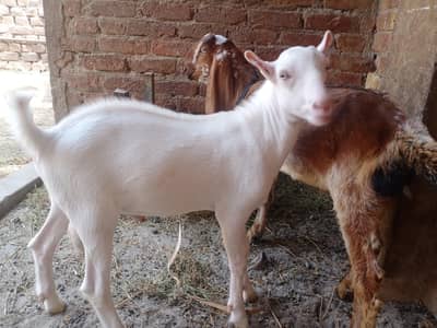 baerder male