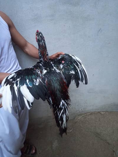 cheena aseel male