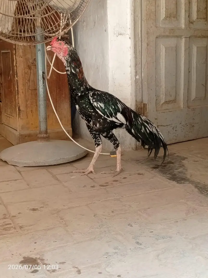 cheena aseel male — photo 2