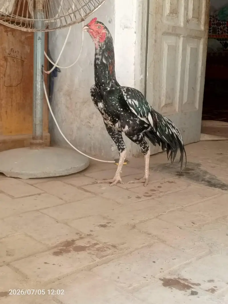 cheena aseel male — photo 3