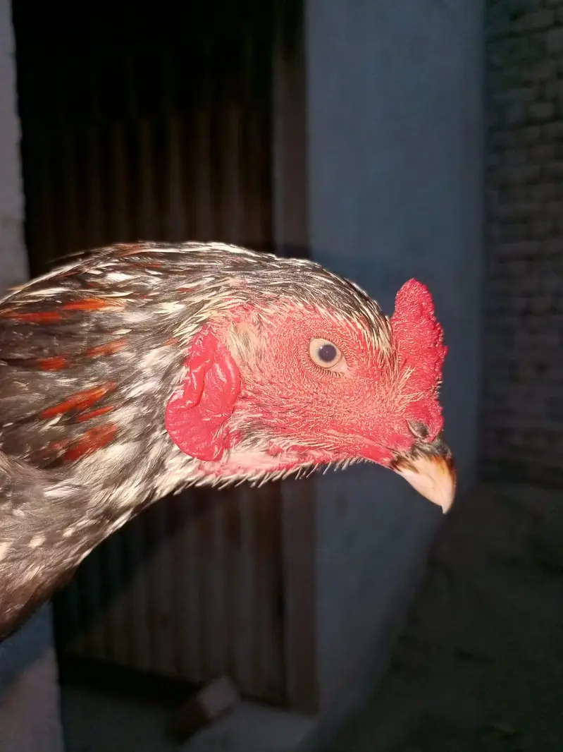 cheena aseel male — photo 4