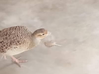 dakni bredr pair
