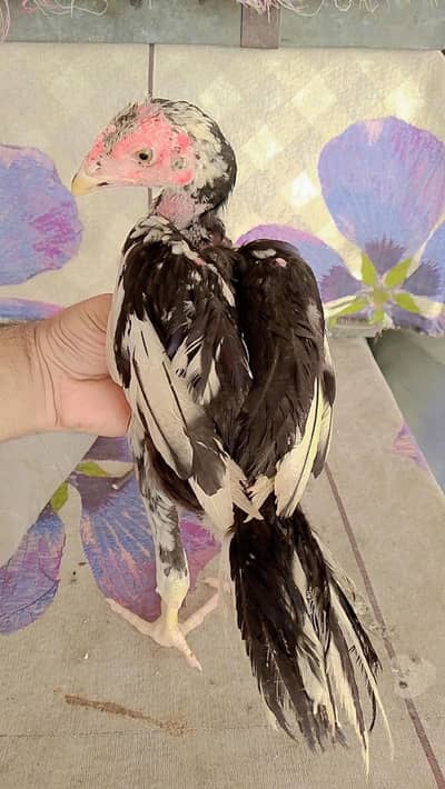 Mushka chicks for sale best quality