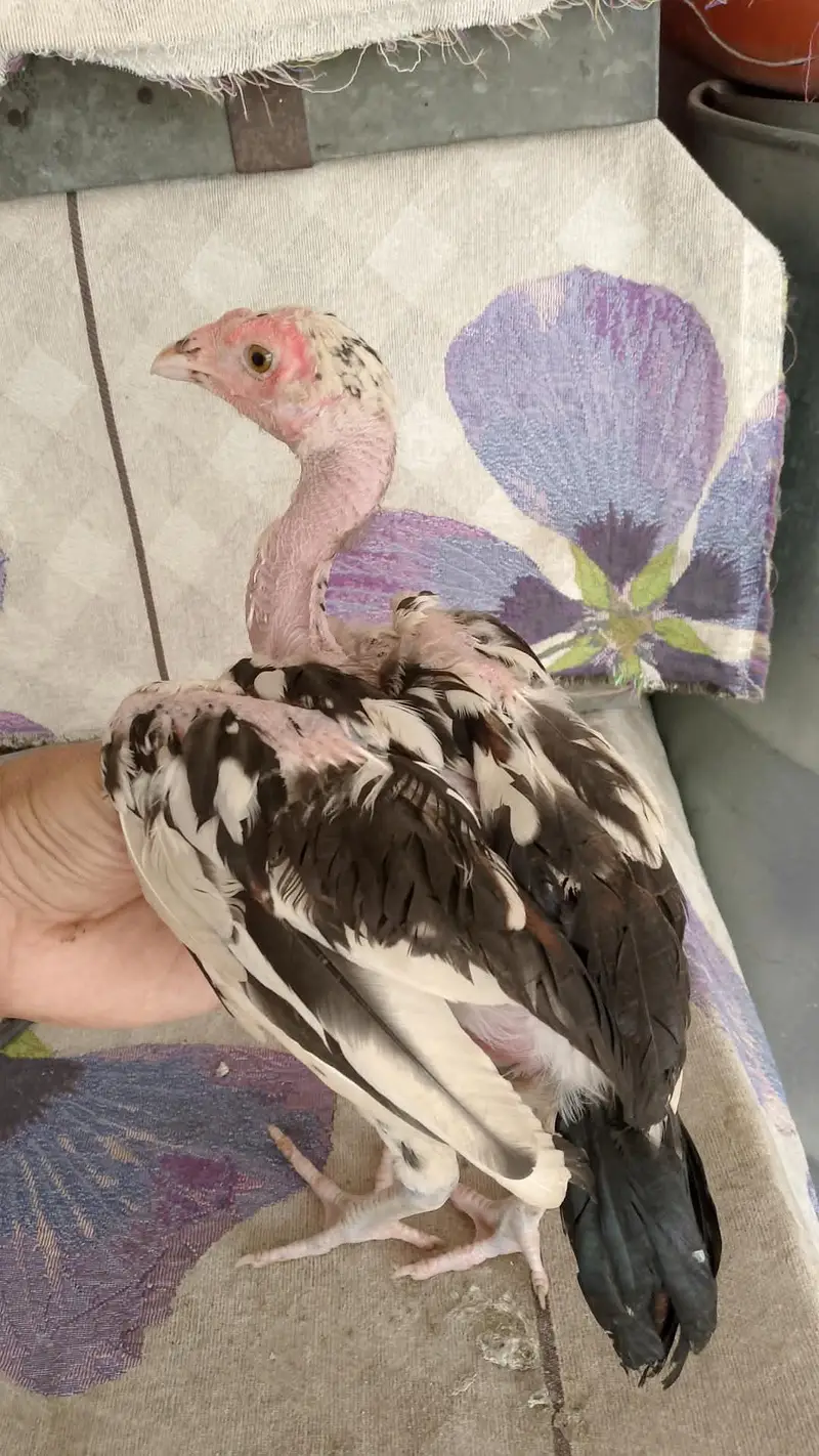 Mushka chicks for sale best quality — photo 2