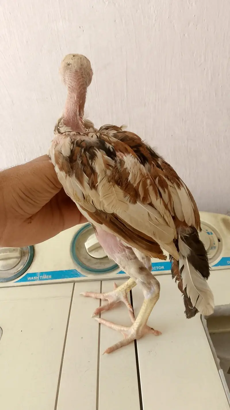 Mushka chicks for sale best quality — photo 8