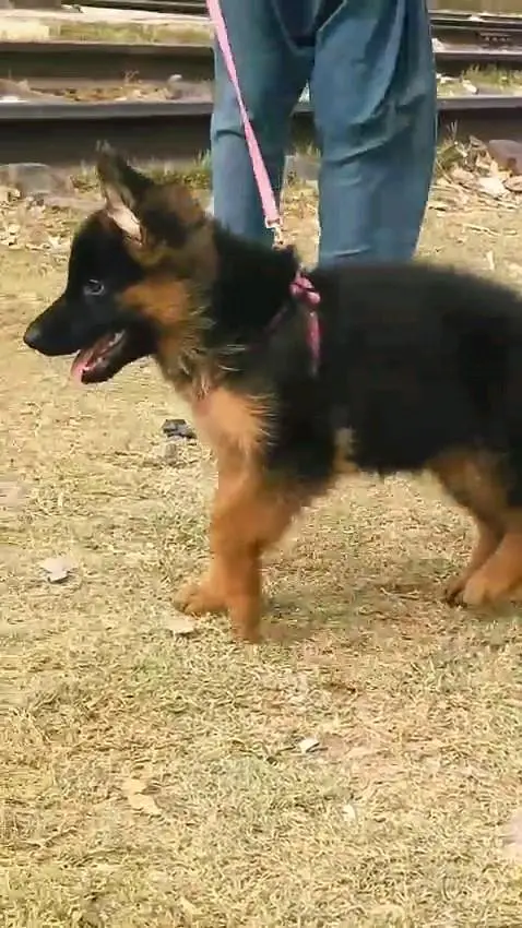 German shepherd puppies contact WhatsApmy WhatsAp 03437993715 — photo 2
