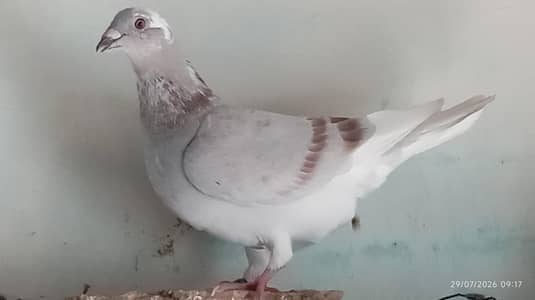 All pigeons for sale