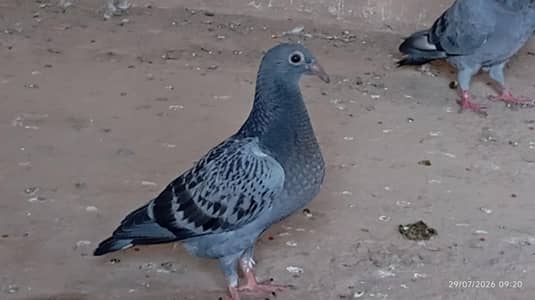 All pigeons for sale