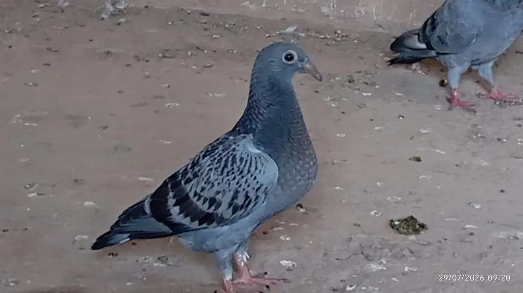 All pigeons for sale — photo 2