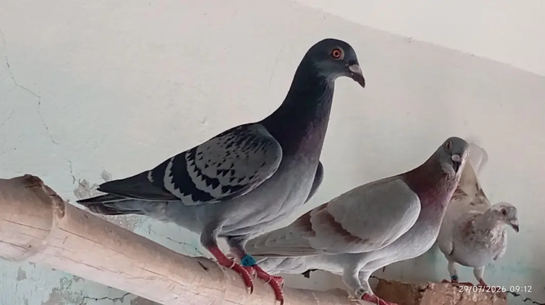 All pigeons for sale — photo 3