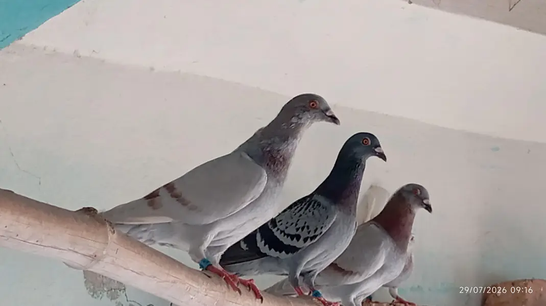 All pigeons for sale — photo 4
