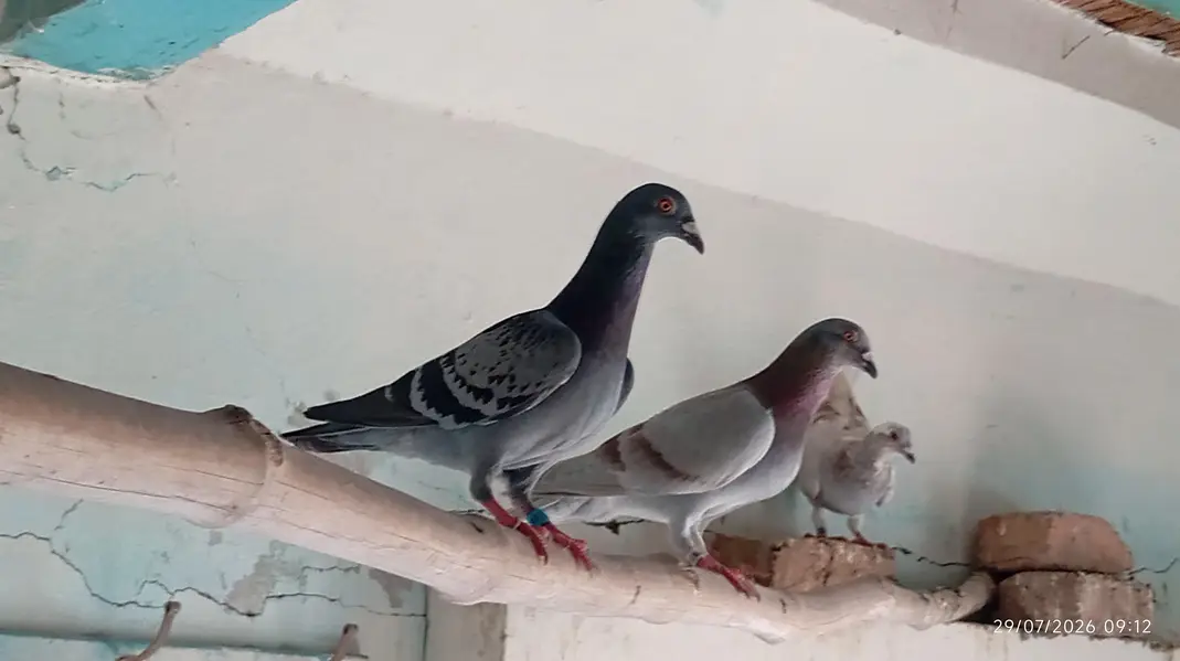 All pigeons for sale — photo 5