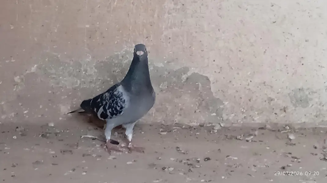 All pigeons for sale — photo 7