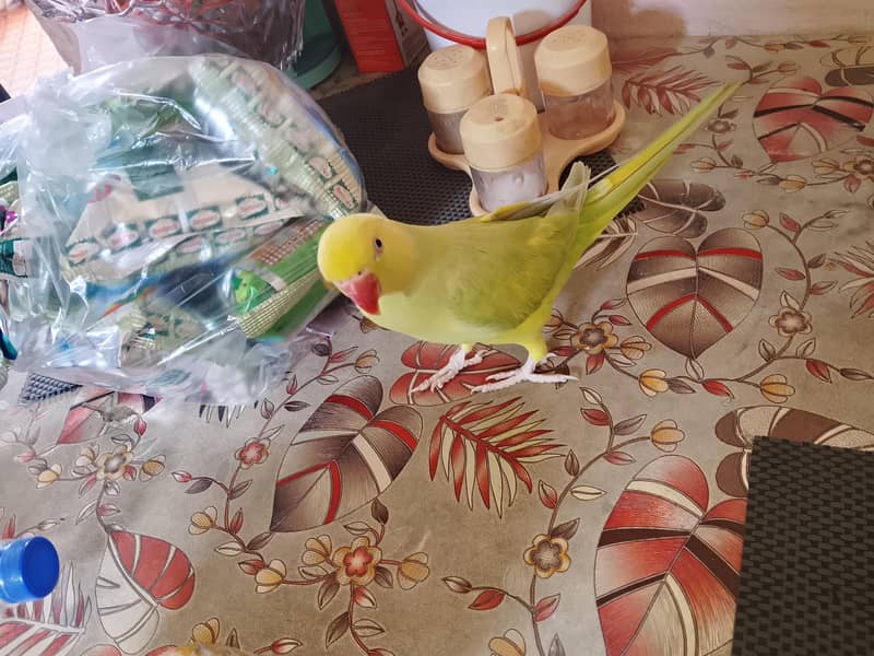 yellow ringneck 0