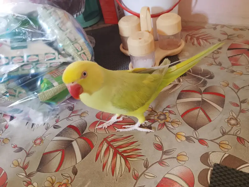 yellow ringneck — photo 2
