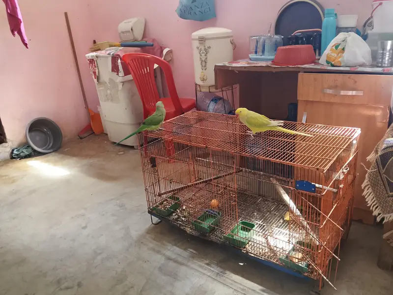 yellow ringneck — photo 3