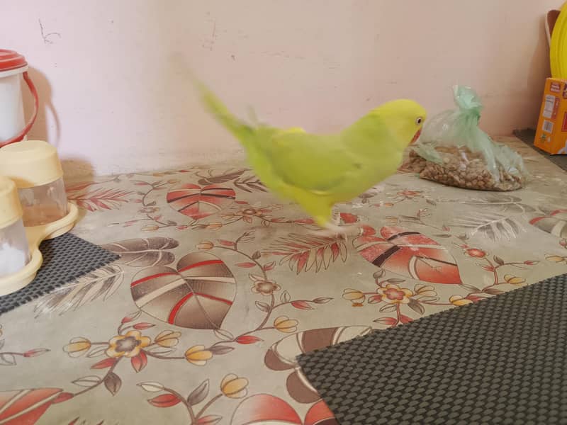 yellow ringneck 3
