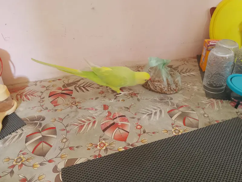 yellow ringneck — photo 5