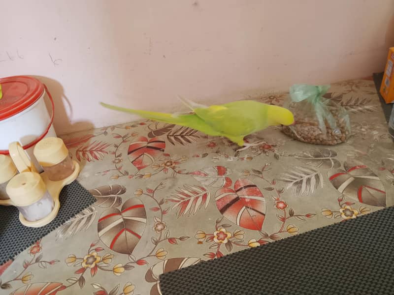 yellow ringneck 5